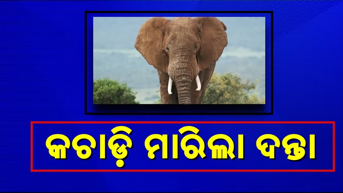 ହିନ୍ଦୋଳ ବନାଞ୍ଚଳରେ ହାତୀ ଆକ୍ରମଣରେ ଜଣେ ମୃତ