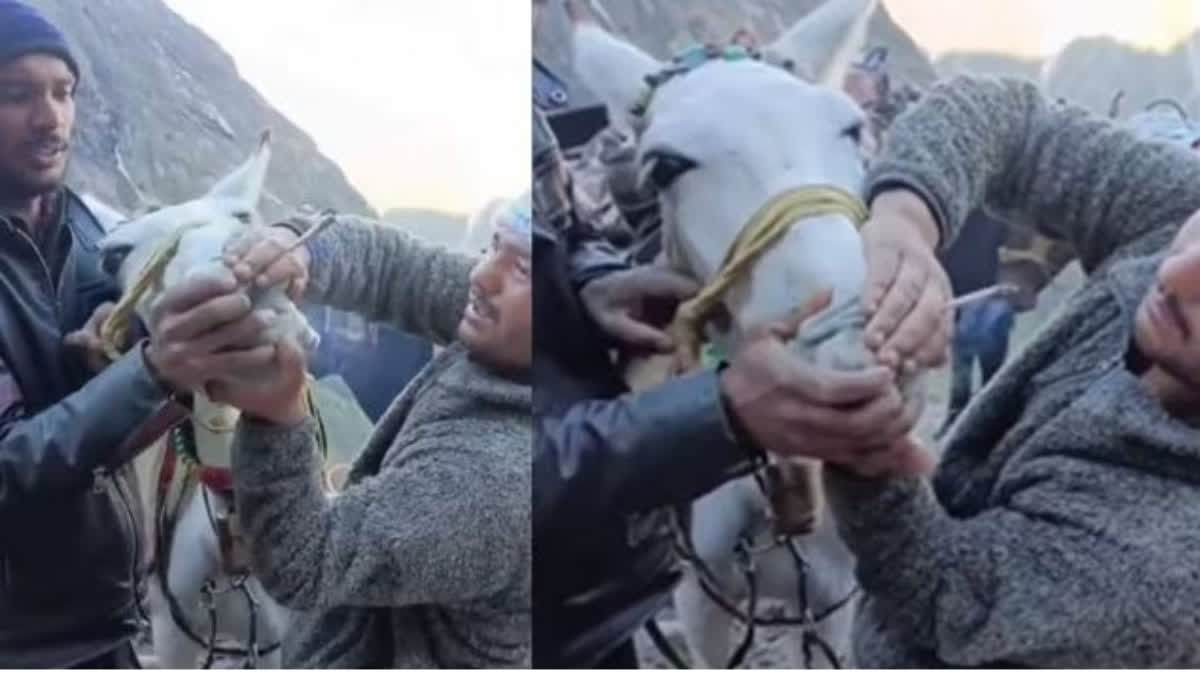 Kedarnath animal cruelty: Horse forced to smoke weed en route temple; viral  video sparks outcry