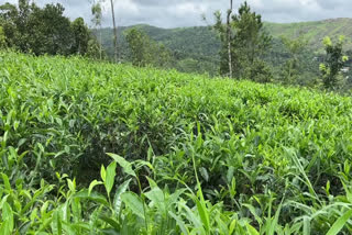 tea planters crisis idukki  Idukki Tea Planters Crisis  Idukki Tea Planters  idukki  idukki news  idukki tea  പച്ചക്കൊളുന്ത്  പച്ചക്കൊളുന്തിന് വിലയിടിവ്  പ്രതിസന്ധിയിൽ ഇടുക്കിയിലെ കർഷകർ  ഇടുക്കി കർഷകർ  ഇടുക്കി  തേയില കർഷകർ  തേയില കർഷകർ ഇടുക്കി  കര്‍ഷകർ