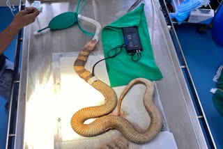 cobra swallows plastic box