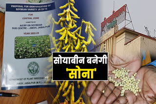 new soyabean variety for mp