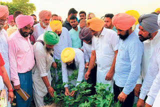 The Minister of Agriculture visited the pink sundi undamaged narmrma