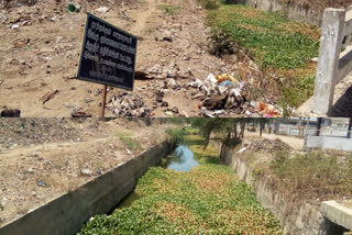 thoothukudi-buckle-remove-the-plastic-wastes-and-amalai-plants-public-demand