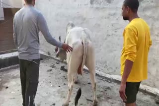 bull on terrace in faridabad