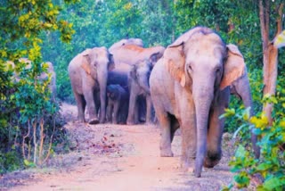 Elephant Terror In Chhattisgarh