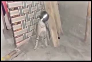 cat with its head stuck in a steel pot