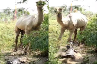 crocodile trying to hunt camel