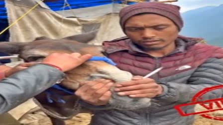 Smoking forced into horses