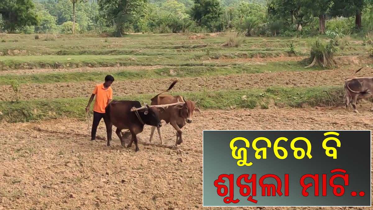 Deogarh Cultivation affected