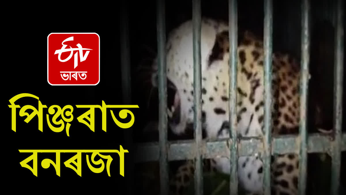 Leopard caged at Amguri in Sivsagar