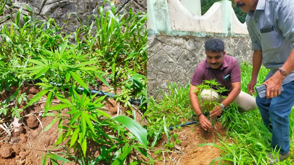 CANNABIS PLANT FOUND  റോഡരികിൽ കഞ്ചാവ് ചെടി  കഞ്ചാവ് ചെടി കണ്ടെത്തി  A CANNABIS PLANT FOUND IN IDUKKI