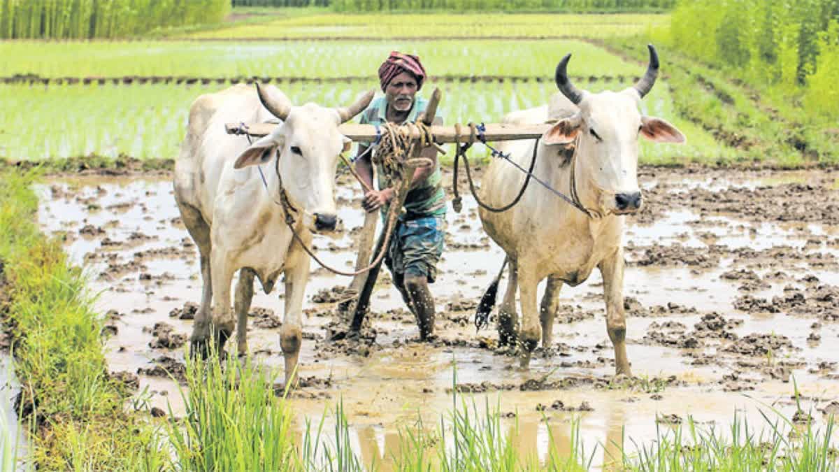 Loan Waiver For Farmers