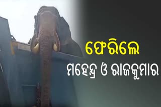 Kumki elephant return to Similipal