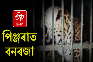 Leopard caged at Amguri in Sivsagar