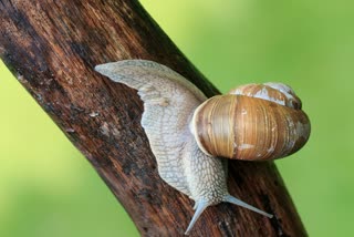 Why Snail Moves Slowly