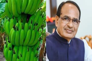 BURHANPUR BANANA FARMERS HOPE