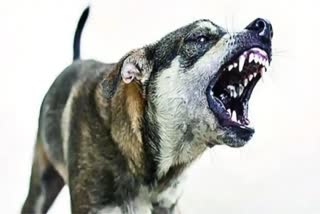 Street Dogs Attack in Nirmal