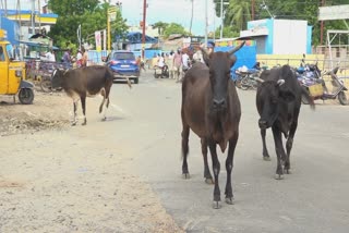 சாலையில் திரியும் கேட்பாரற்ற மாடுகள்