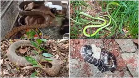 Venomous and non-venomous snakes that have entered human habitations have been given a lifeline by Sarpamitra