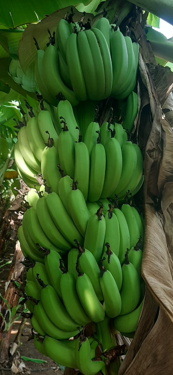 Burhanpur Banana Farmers