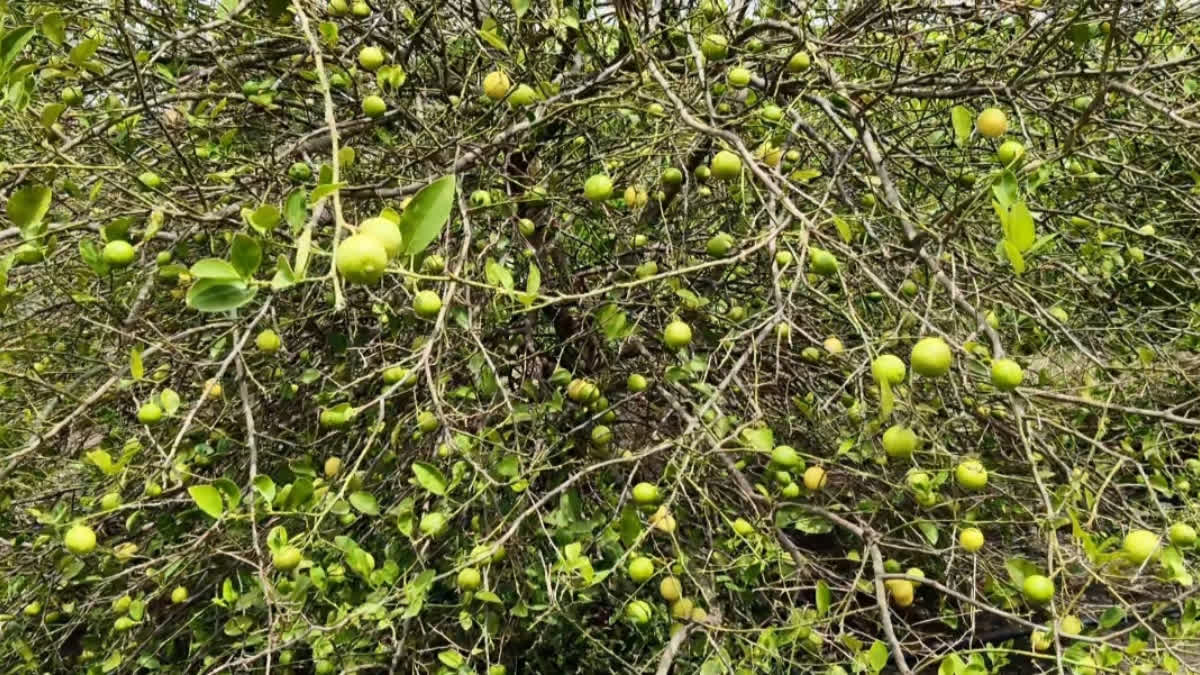 Differently-Abled Farmer Fetches Lakhs From Lemon Yield In Drought ...
