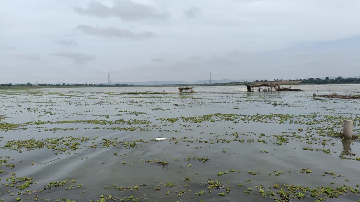 Major Rivers In Spate In Rajasthan's Hadoti Amid Incessant Monsoon Rains