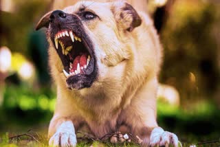 DOG ​​BITE IN PURNEA