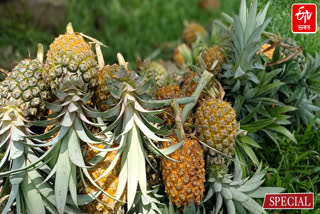 Self Reliant through Pineapple CULTIVATION IN Bongaigaon