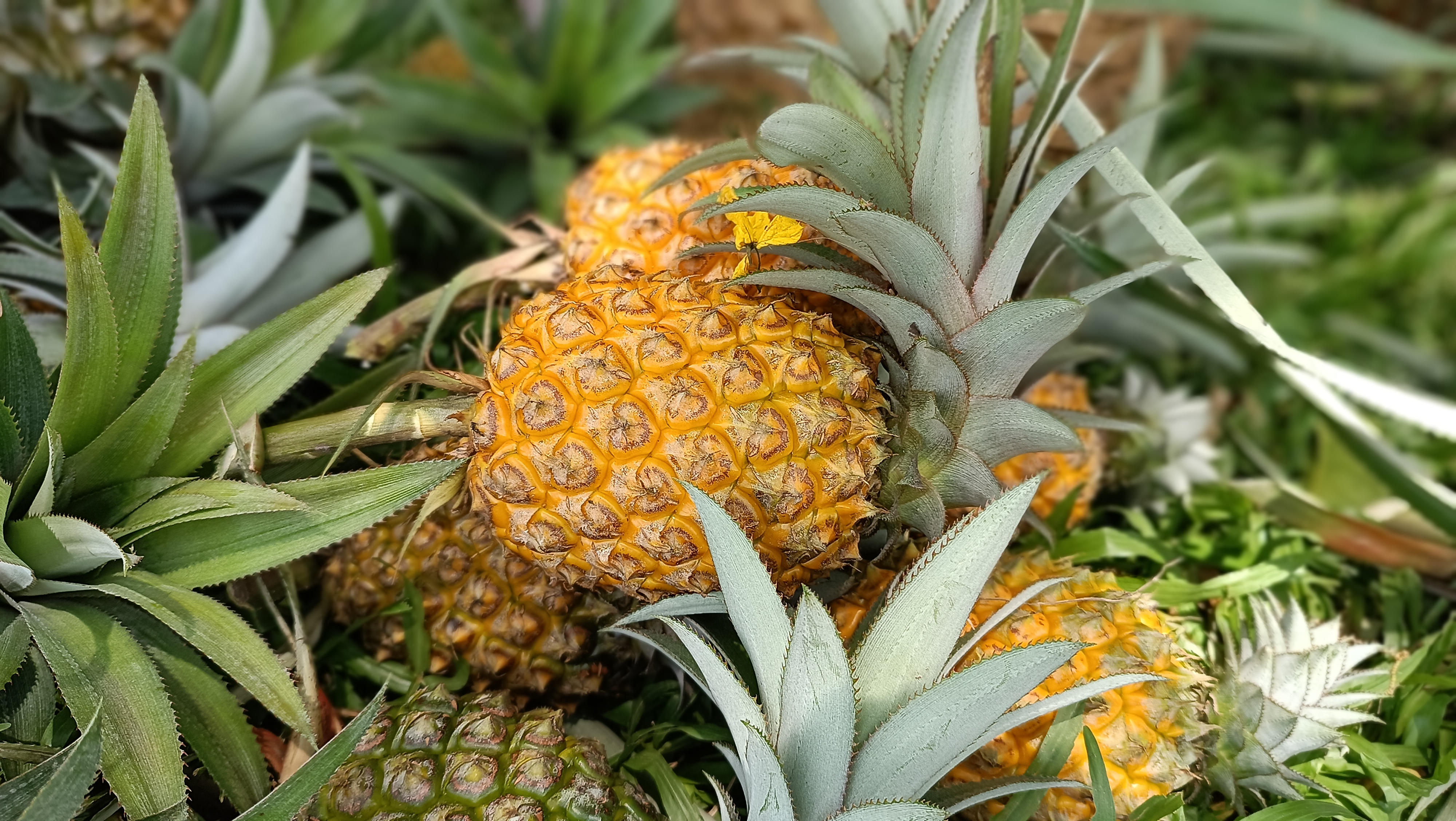 Self Reliant through Pineapple CULTIVATION IN Bongaigaon