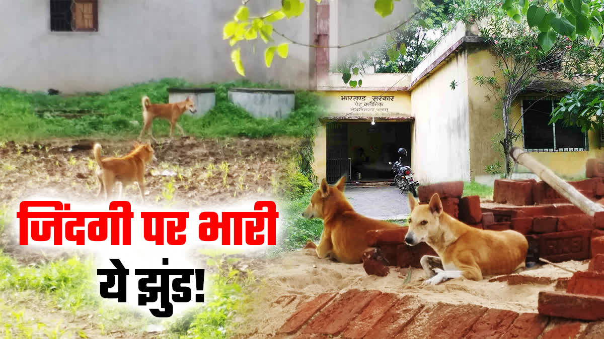 Dogs bite more than ten thousand people in a year in Palamu