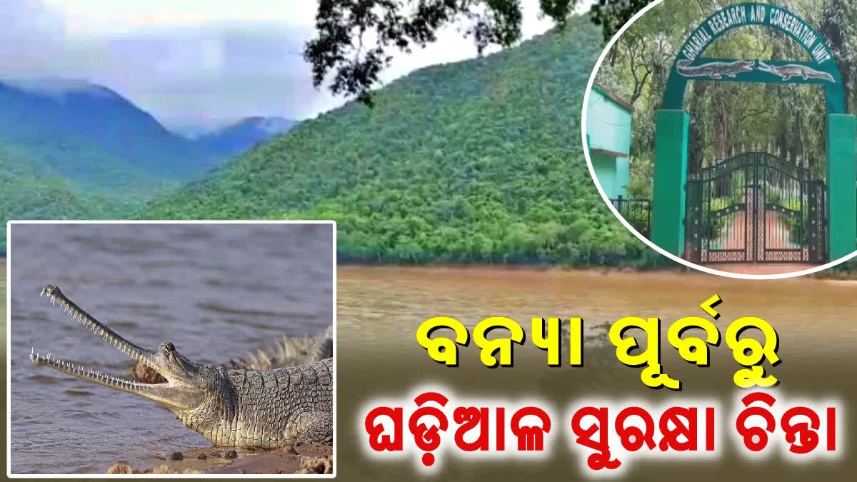 baby gharials rescue from satkosia gorge