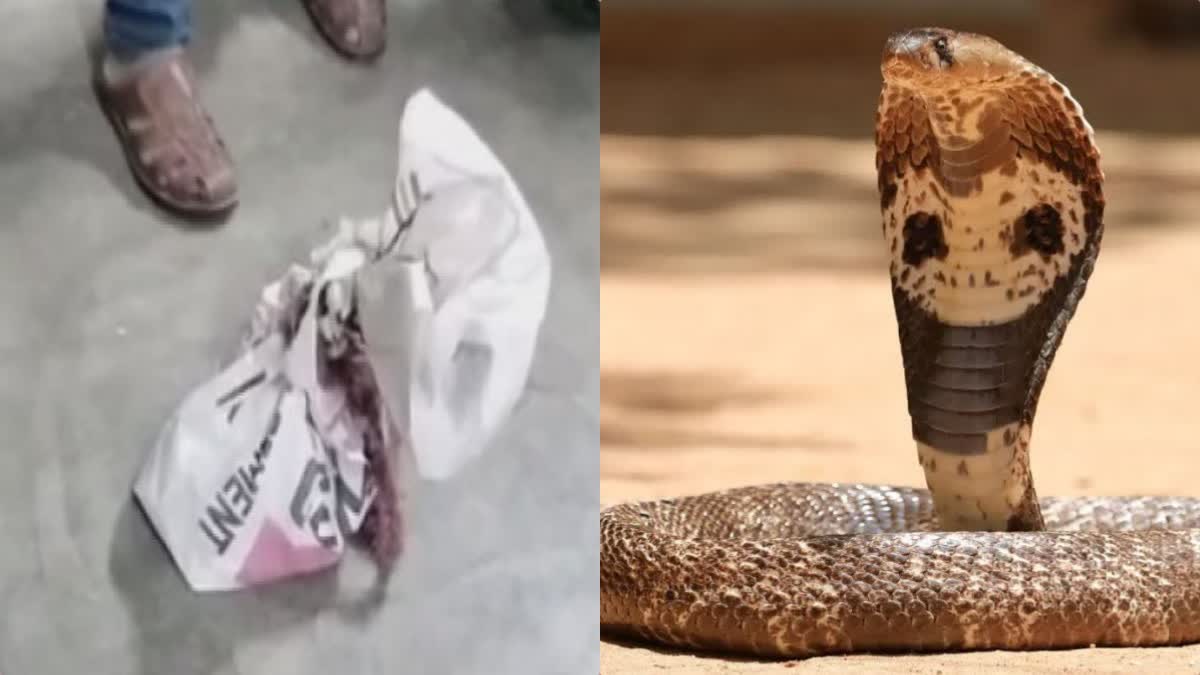 snake bite in palamu