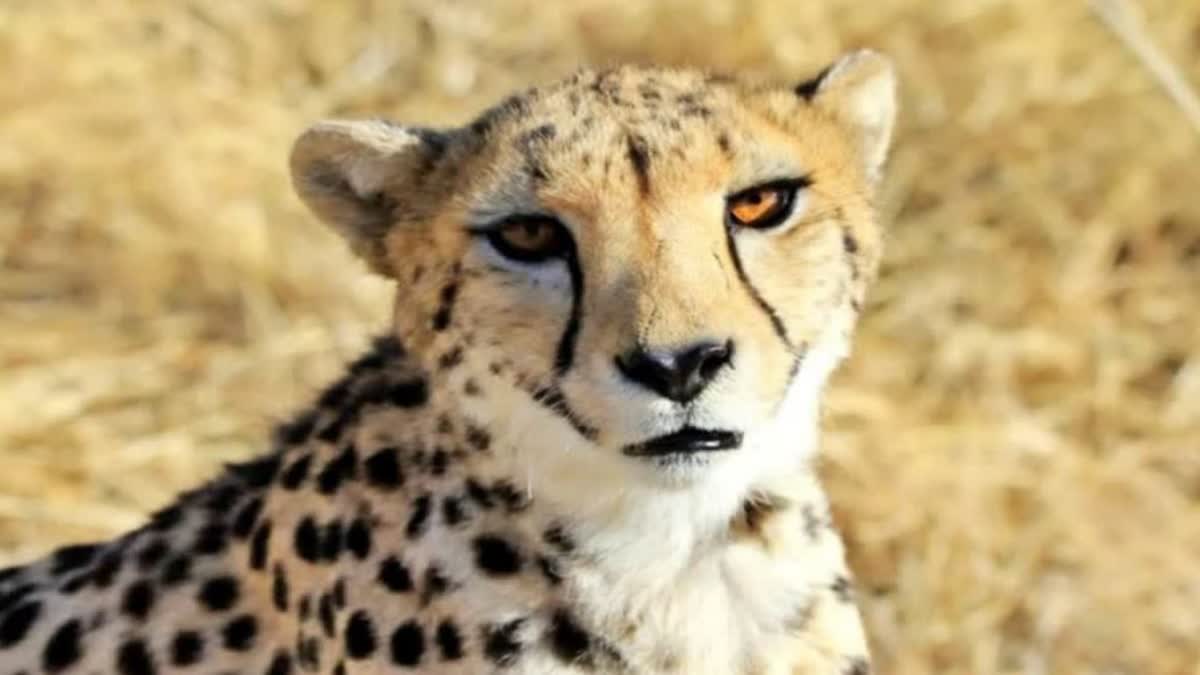 MP Cheetah Shift