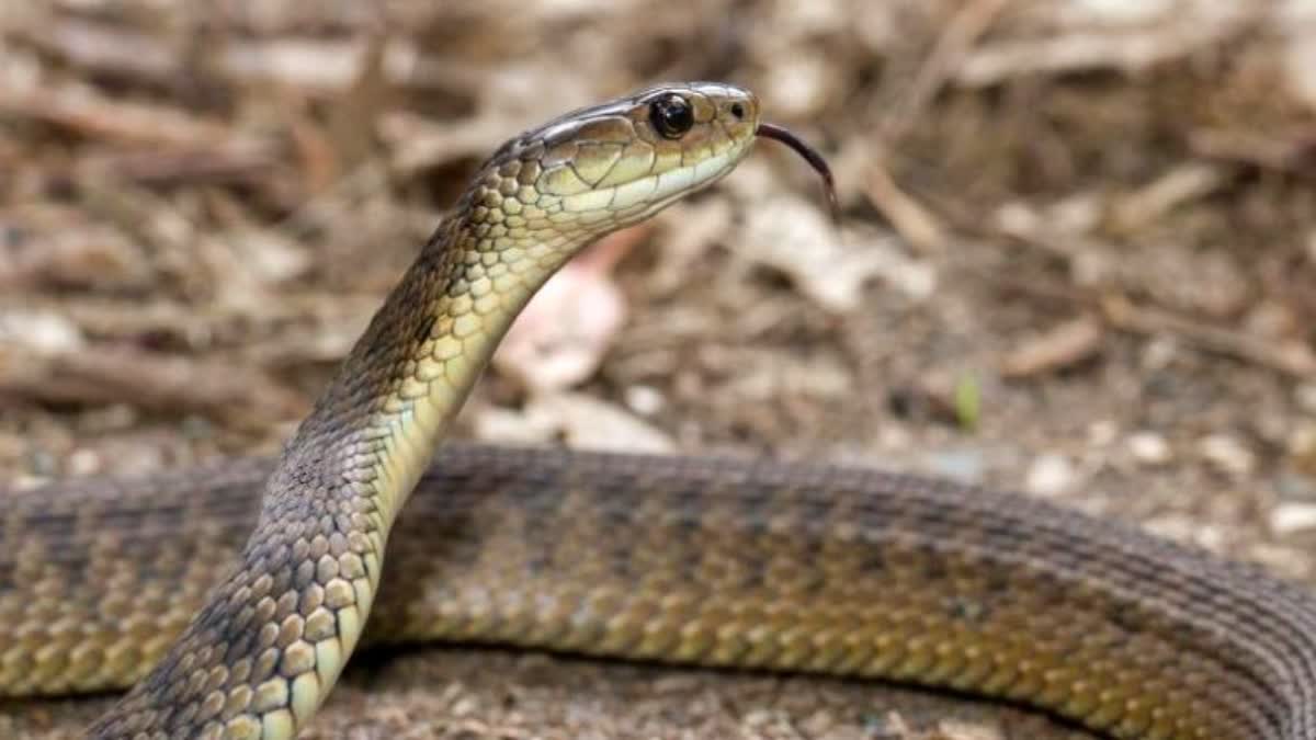 Snake bite  students died by snake bite at hostel odisha  students died by snake bite  odisha hostel snake bite  odisha snake bite  വിദ്യാർഥികൾക്ക് പാമ്പ് കടിയേറ്റു  പാമ്പ് കടിയേറ്റു  പാമ്പ് കടിയേറ്റ് വിദ്യാർഥികൾ മരിച്ചു  ഹോസ്‌റ്റലിൽ പാമ്പ് കടിയേറ്റു  പാമ്പ്