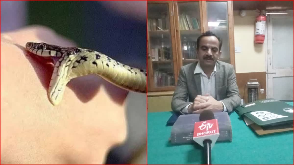 100 Snakebite cases in Himachal