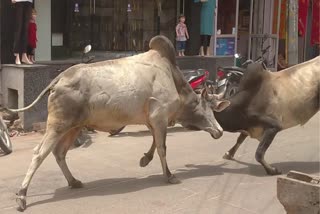 bull fight in Agra