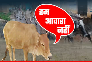 problems of stray cattle increased in mp