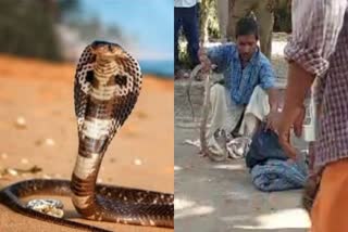 Many snakes came out from police station in Jehanabad Bihar