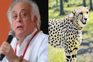 Ramesh slams govt over its handling of Cheetah reintroduction programme