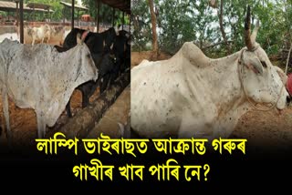 What is lumpy skin disease in cattle? Does it affect milk we consume?