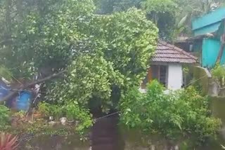 Thrissur Rain Massive damage  Thrissur Rain  Rain  കാലവർഷക്കെടുതി  വടക്കാഞ്ചേരി മേഖലയിൽ വൻ നാശനഷ്‌ടം  മരം വീണ് വീട് തകർന്നു  മരം കടപുഴകി  kerala rain update