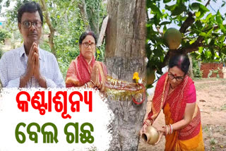 ଯାଜପୁରରେ କଣ୍ଟାବିହୀନ ବେଲ ଗଛ