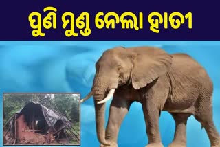 Elephant attack in sundargarh