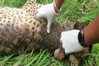 In the wake of continuous deaths of cheetahs at Kuno National Park in Madhya Pradesh, experts from Namibia and South Africa conducted tests on cheetahs.  Apart from that, all the cheetahs caught in the open forest of Kuno National Park have been shifted to a bigger enclosure and the radio collars of six cheetahs have been removed after it came to light that infection and the subsequent wounds due to the radio collar could be the cause behind the death of some cheetahs.