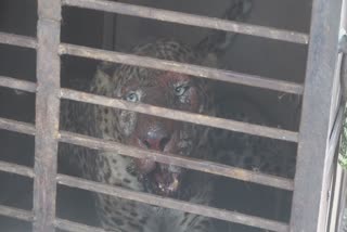 wildlife-dept-rescues-leopard-in-doda-kastigarh