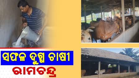 successful dairy farmer ramachandra