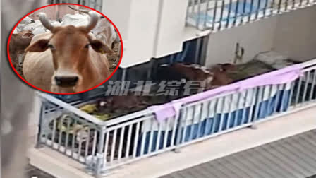 A video of a man keeping cows on the fifth floor of his balcony in China is doing rounds on social media. Seven cows were seen grazing grass on the balcony. When the video was shared on the Chinese social media Douin, about 40 lakh people watched it. A farmer from Sichuan province in China moved seven cows to the balcony of the fifth floor of his house.