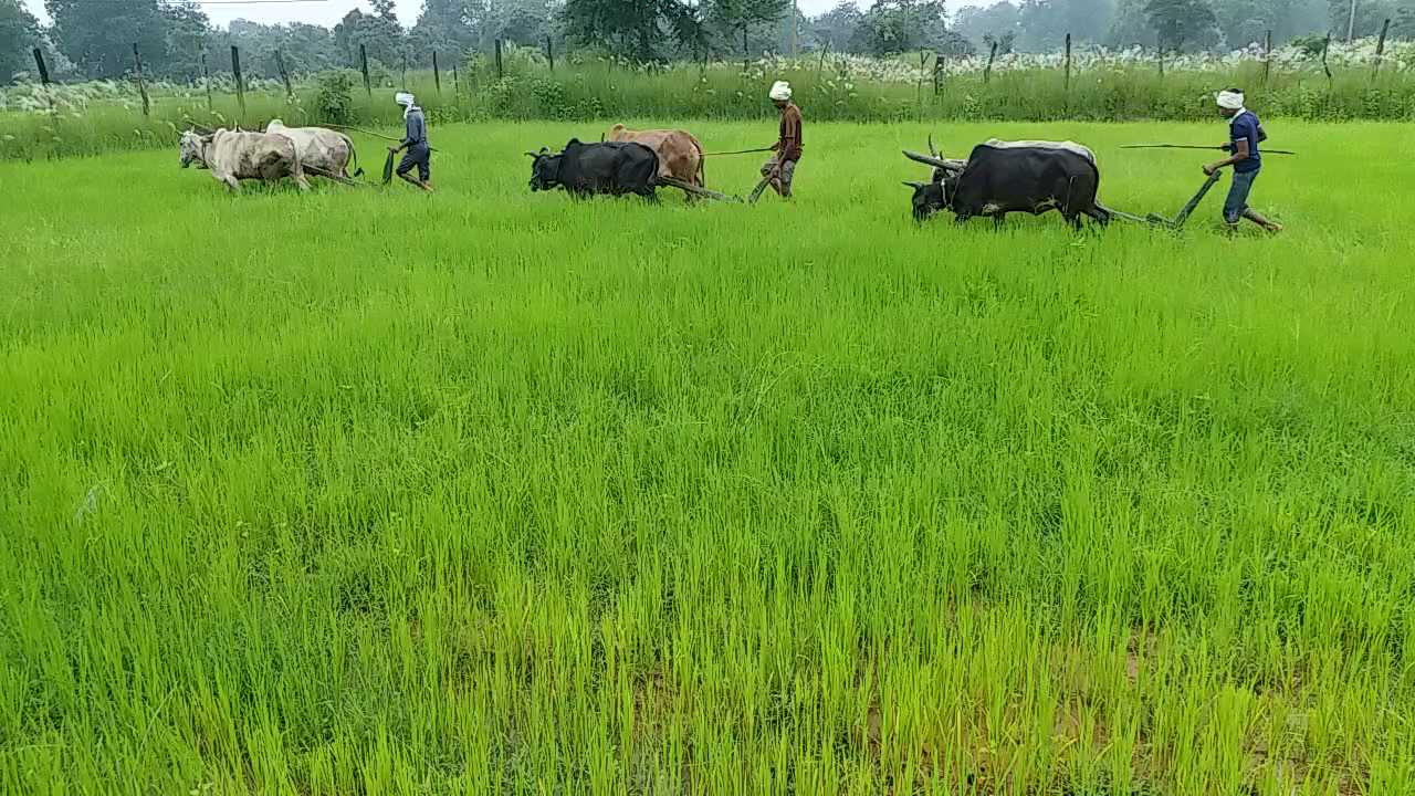 problems of stray cattle increased in mp