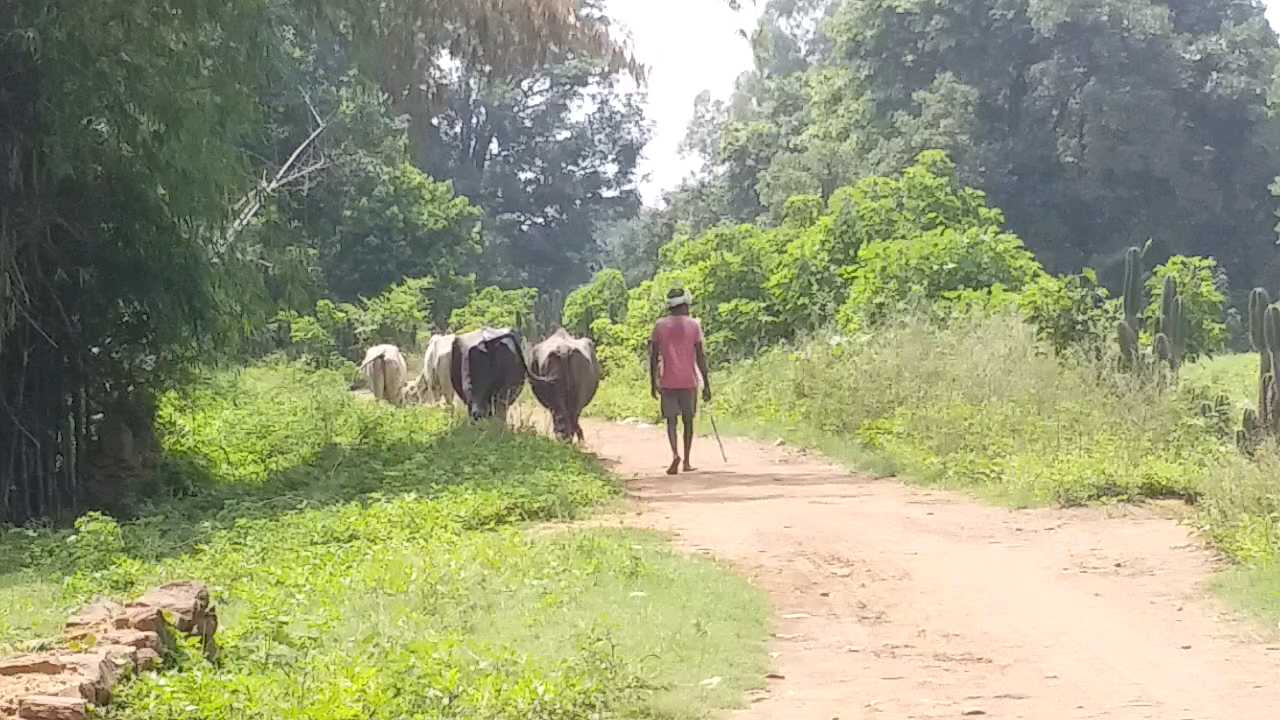 problems of stray cattle increased in mp