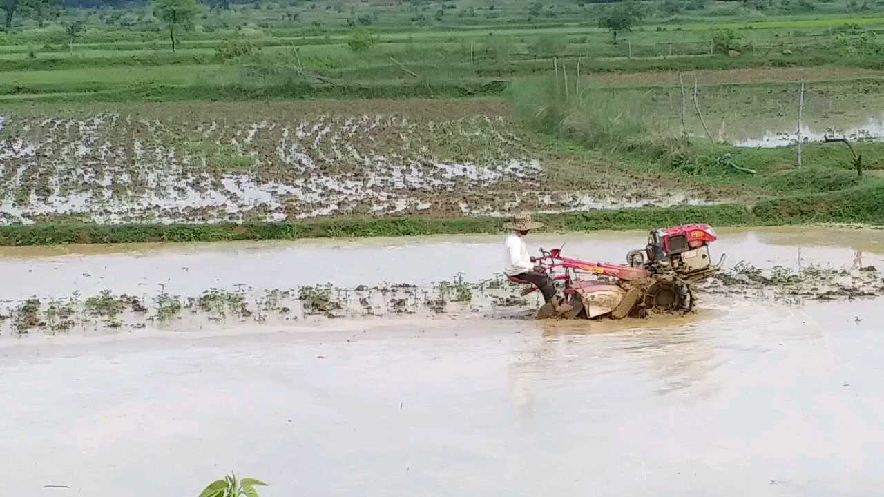 problems of stray cattle increased in mp